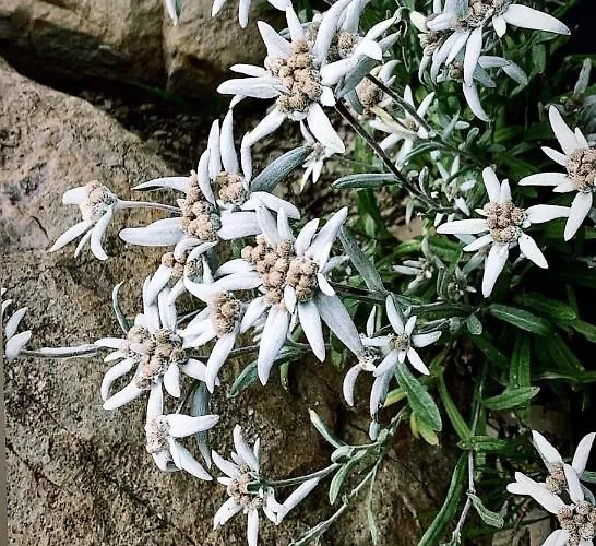 Tatraapart Rent E-bike Lägenhet Kościelisko